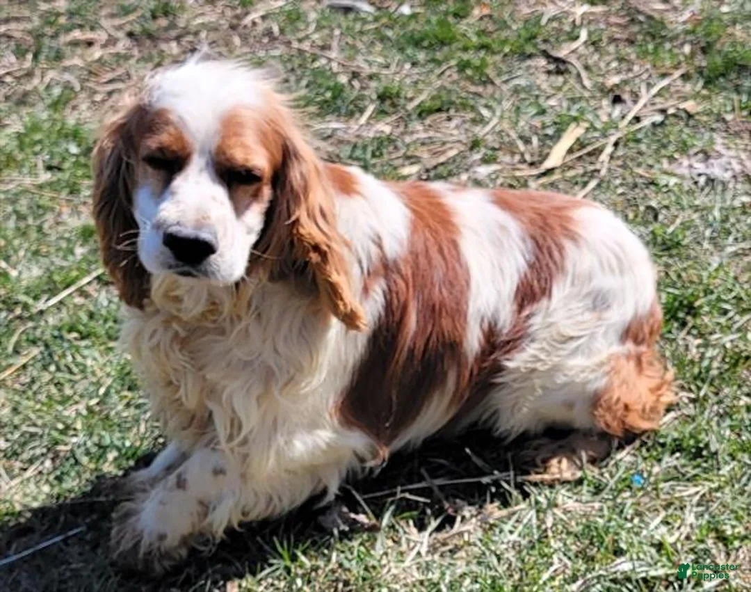 Merry Cocker様L Nova Cocker Spaniel Cocker Spaniel for sale in Doral | Lancaster