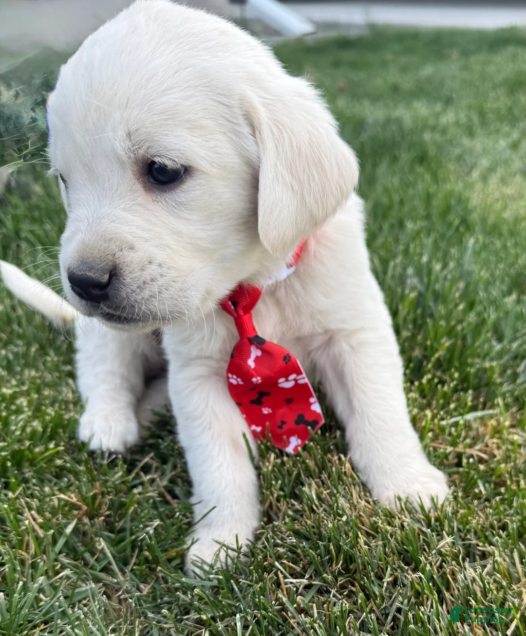 Labrador Retriever dogs for sale: Labrador Retriever Puppy 1 - Ad 2