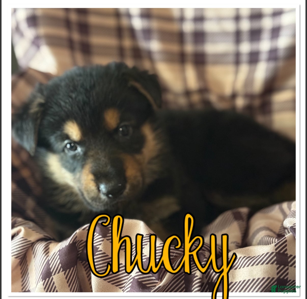 German Shepherd dogs German Shepherd Puppy 4 - Ad 9