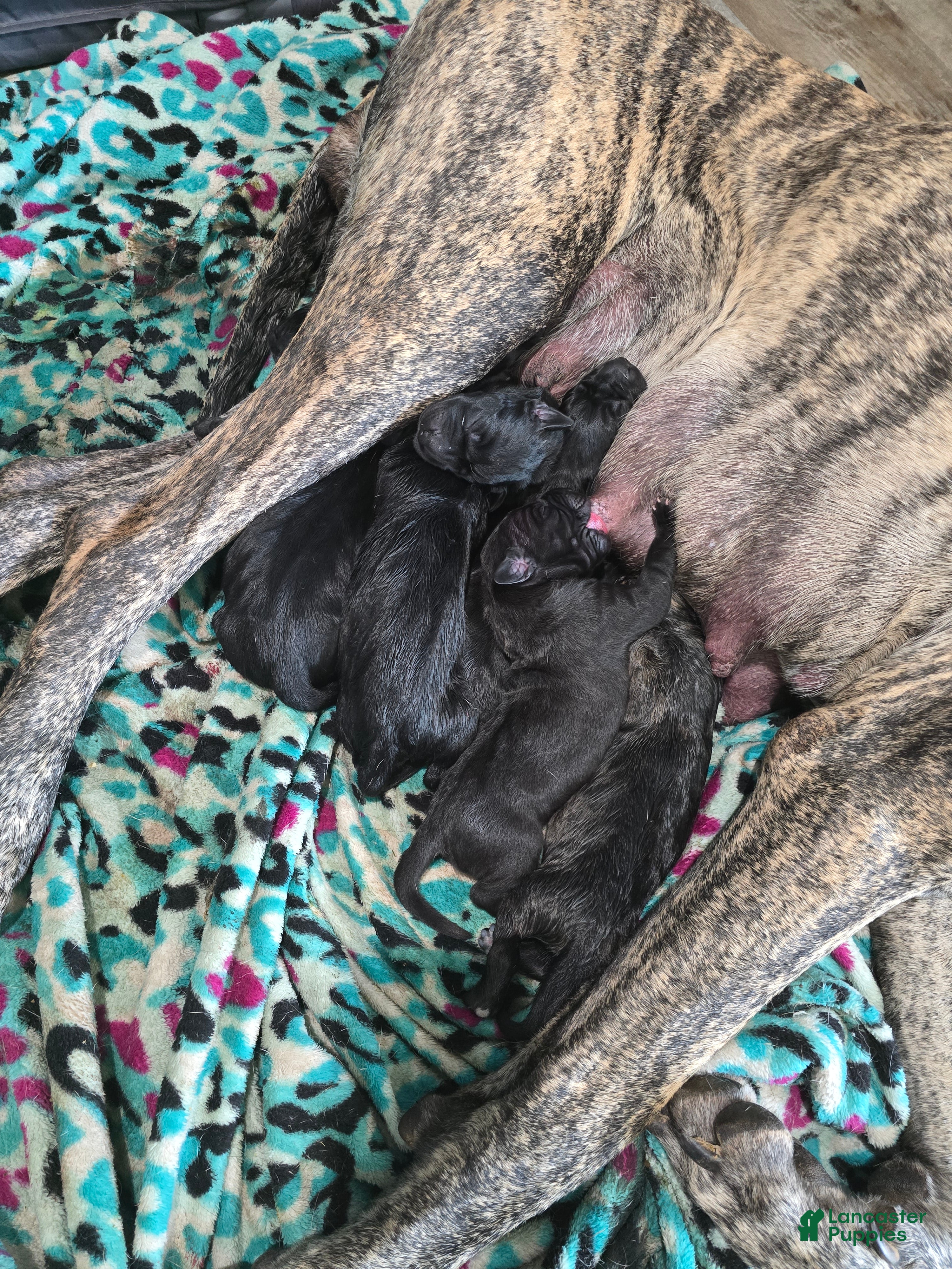Mixed Breed dogs for sale: Mixed Breed 2 - Ad 3