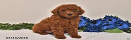 Miniature Poodle dogs for sale: Oscar - Ad 5
