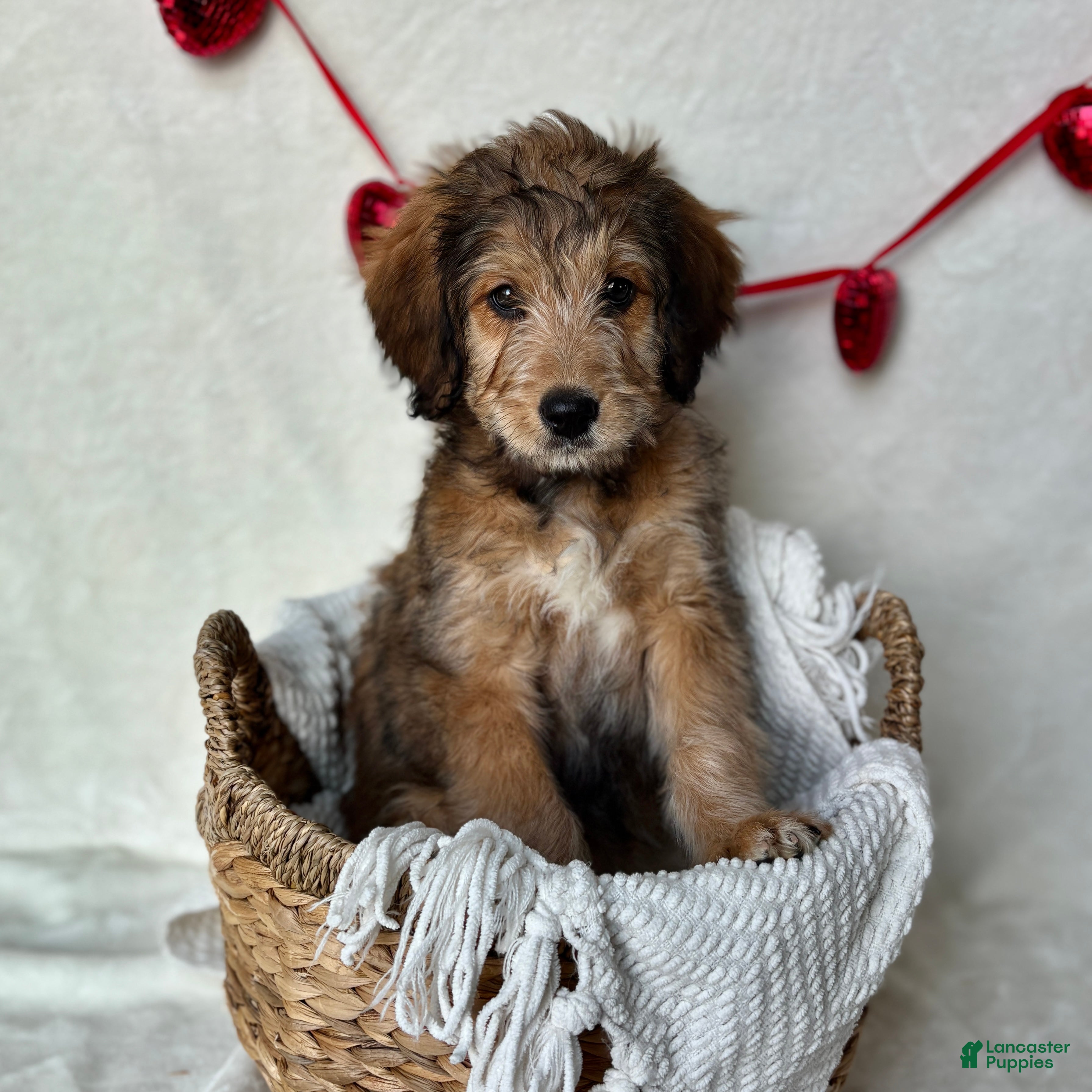 Bernedoodle dogs Sophie (Updated Pictures!) - Ad 2