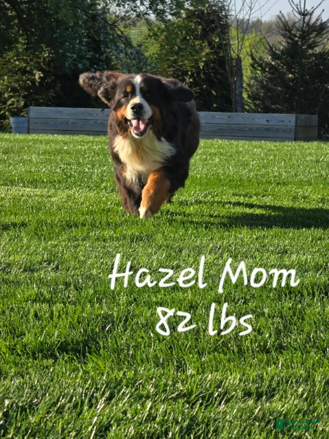 Mini Bernedoodle dogs for sale: Jewel - Ad 22