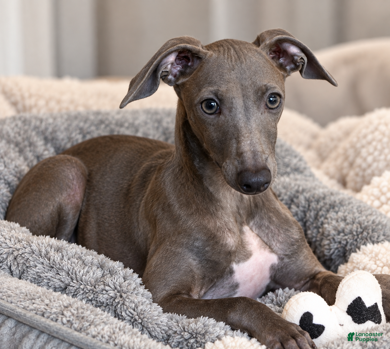 Italian Greyhound dogs for sale: Blizzy - Ad 2