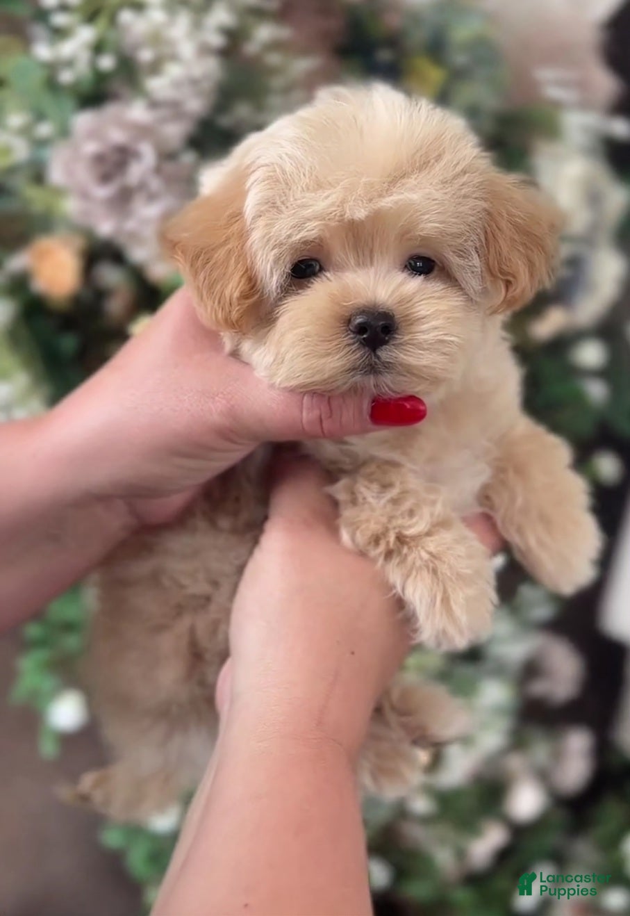Maltipoo dogs Little Jude - Ad 2
