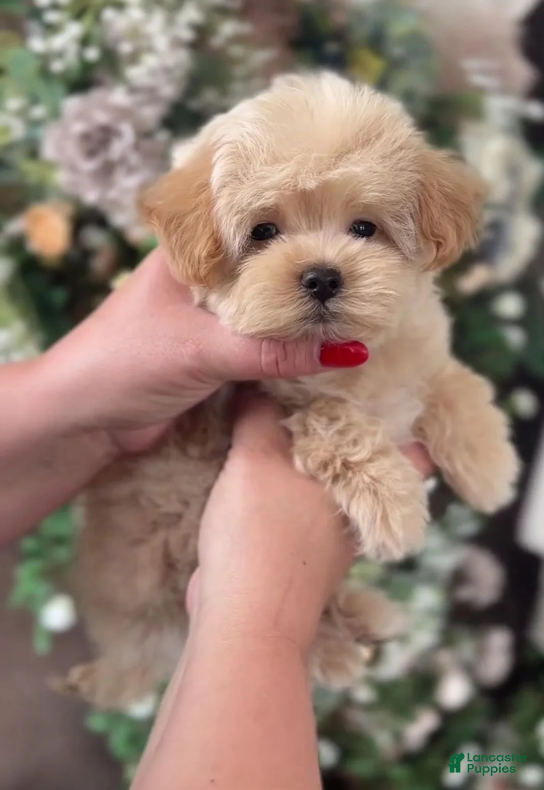 Maltipoo dogs for sale: Little Jude - Ad 1