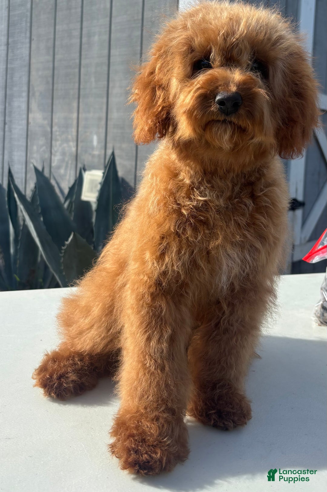 Cavapoo dogs for sale: Cavapoo Puppy 2 - Ad 1