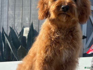 Cavapoo dogs Cavapoo Puppy 2 - Ad 2