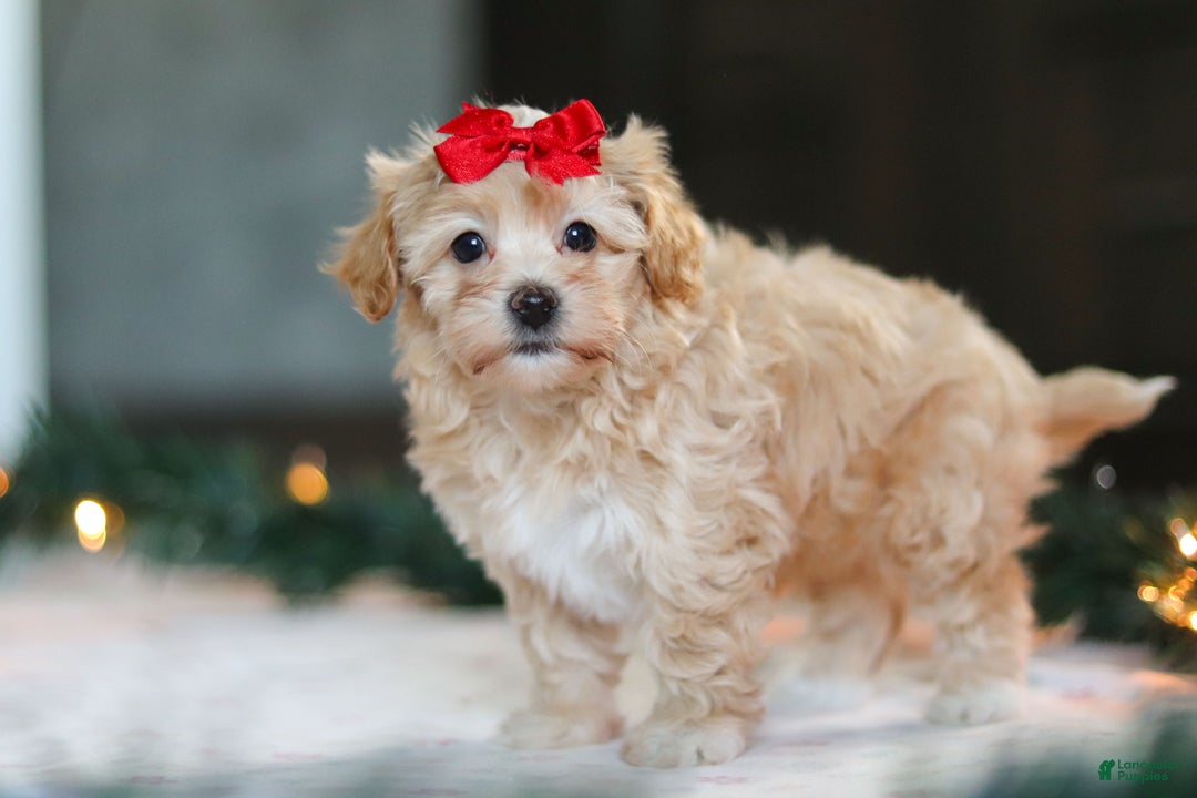 Havapoo dogs for sale: Reese - Ad 8