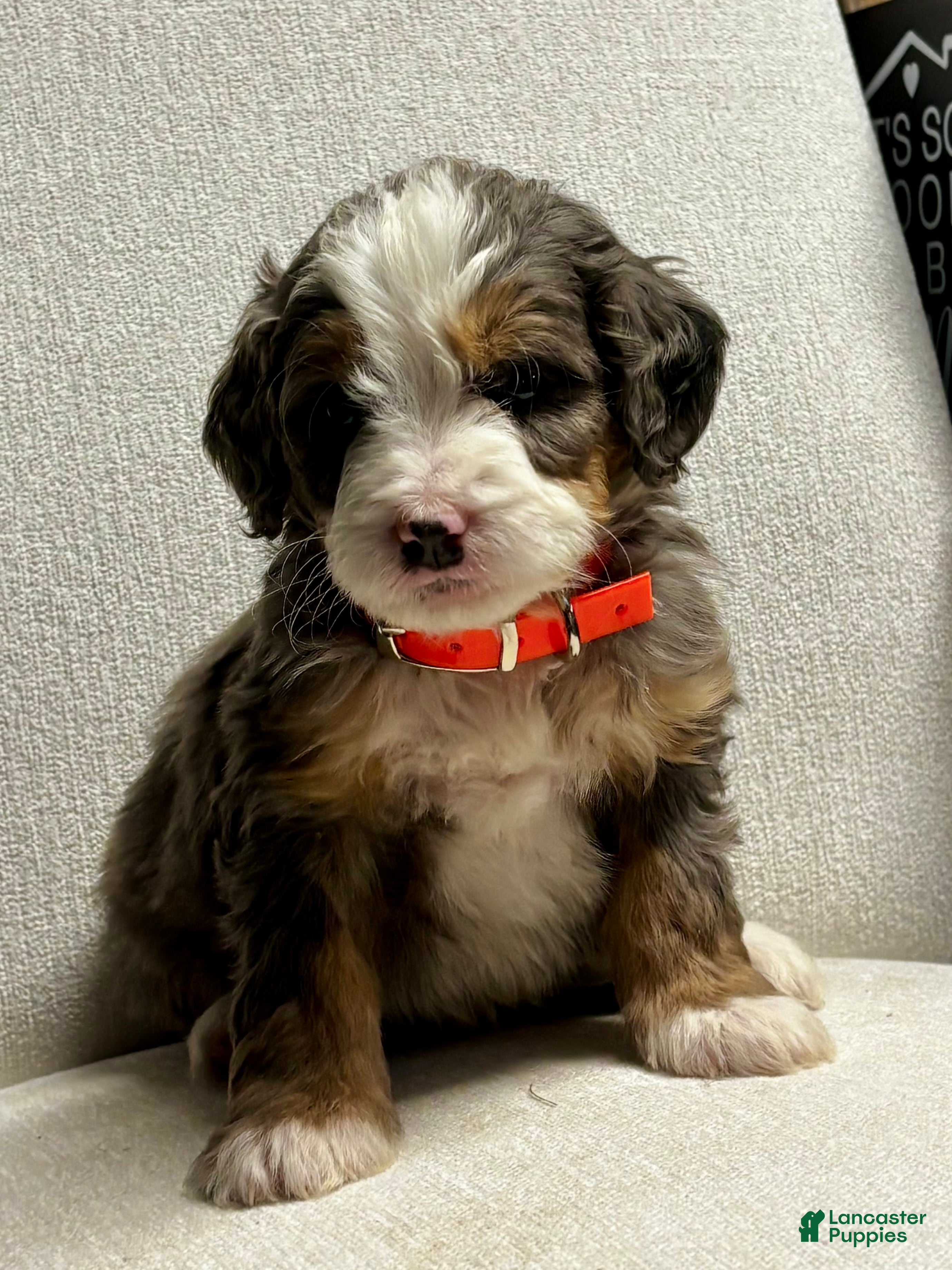 Mini Bernedoodle dogs Everest Mini Bernedoodle Puppy 6 - Ad 1
