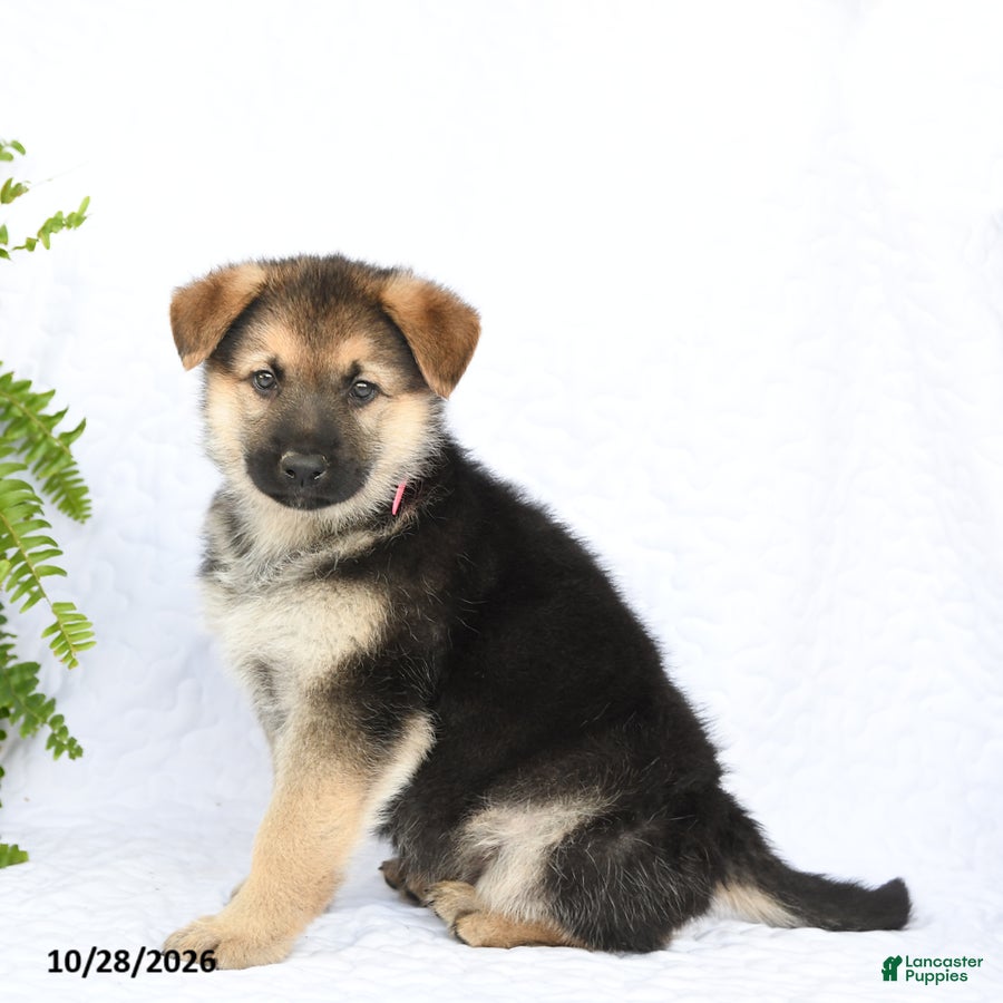 German Shepherd dogs for sale: Rebel - Ad 1