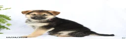 German Shepherd dogs for sale: Rebel - Ad 1