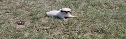 Teddy Bear dogs for sale: Crosby - Ad 8