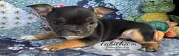 French Bulldog dogs for sale: Tabitha - Ad 4