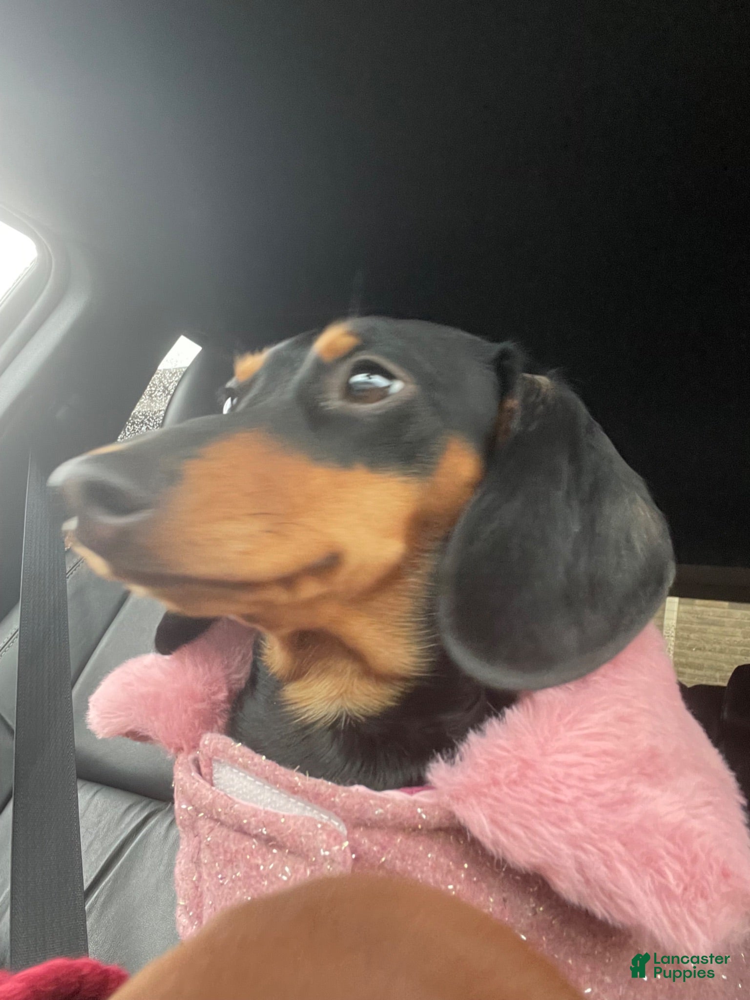 Miniature Dachshund dogs Hazelnut  - Ad 2