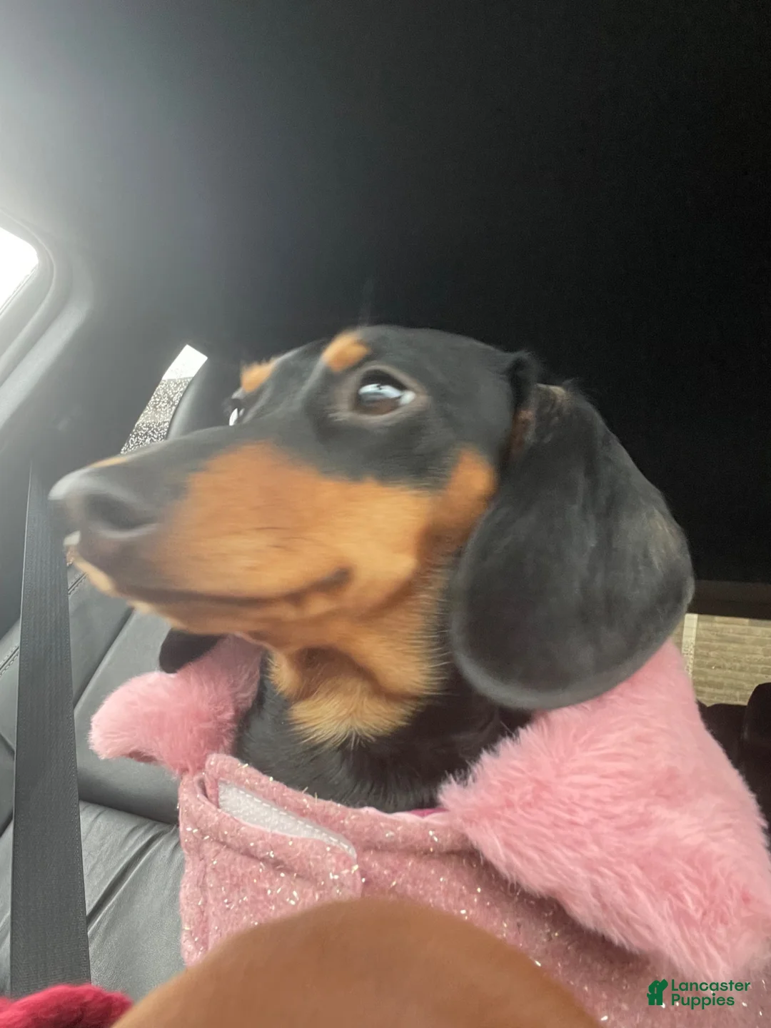 Miniature Dachshund dogs for sale: Hazelnut  - Ad 2