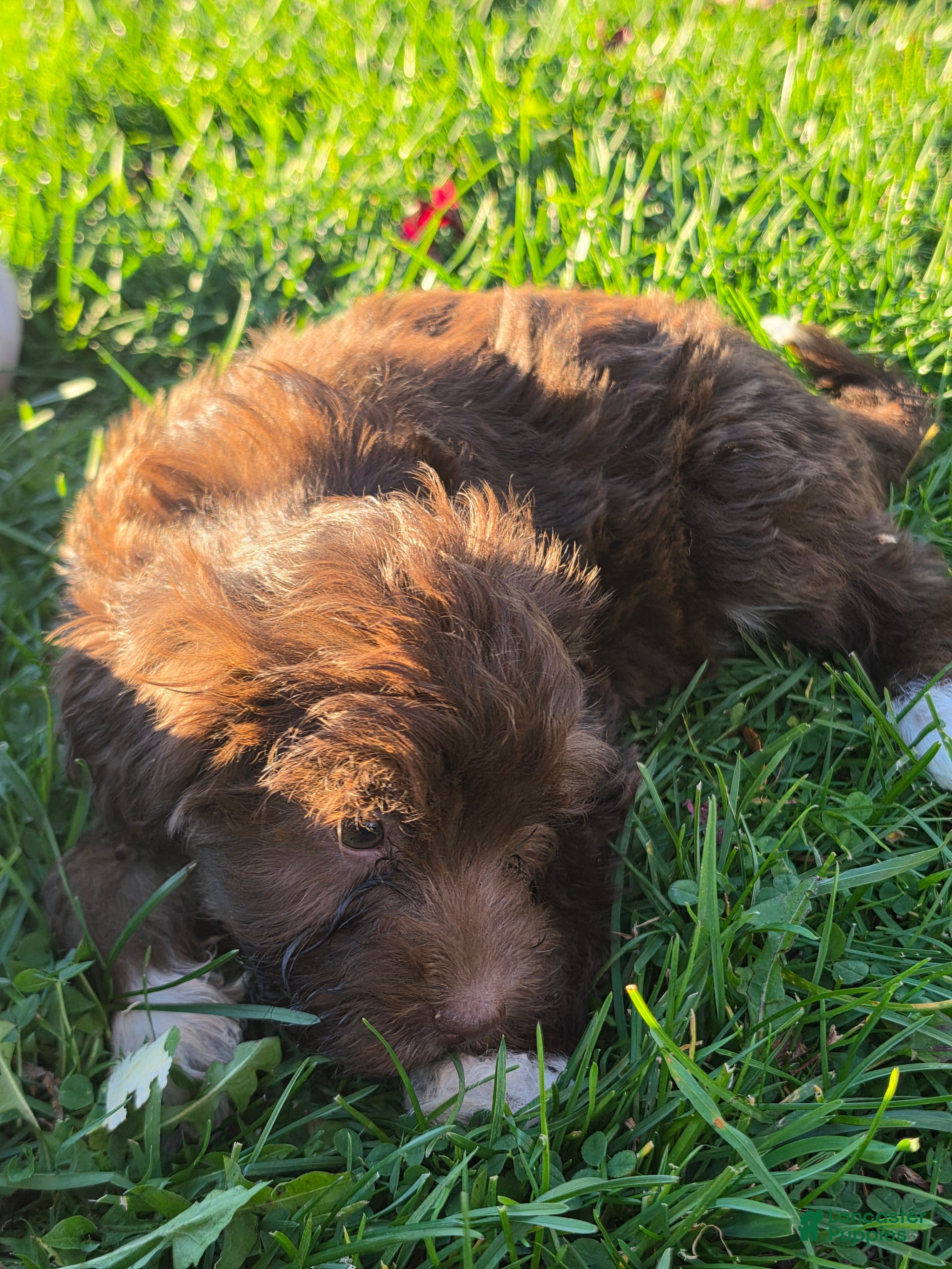 Havanese dogs for sale: Havanese 26105-07 (female) - Ad 2