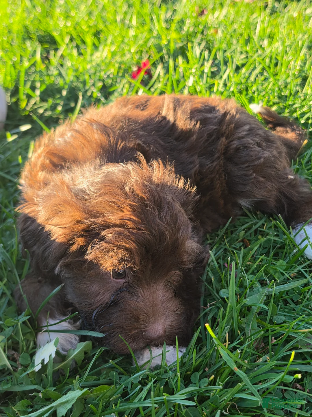 Havanese dogs for sale: Havanese 26105-07 (female) - Ad 2
