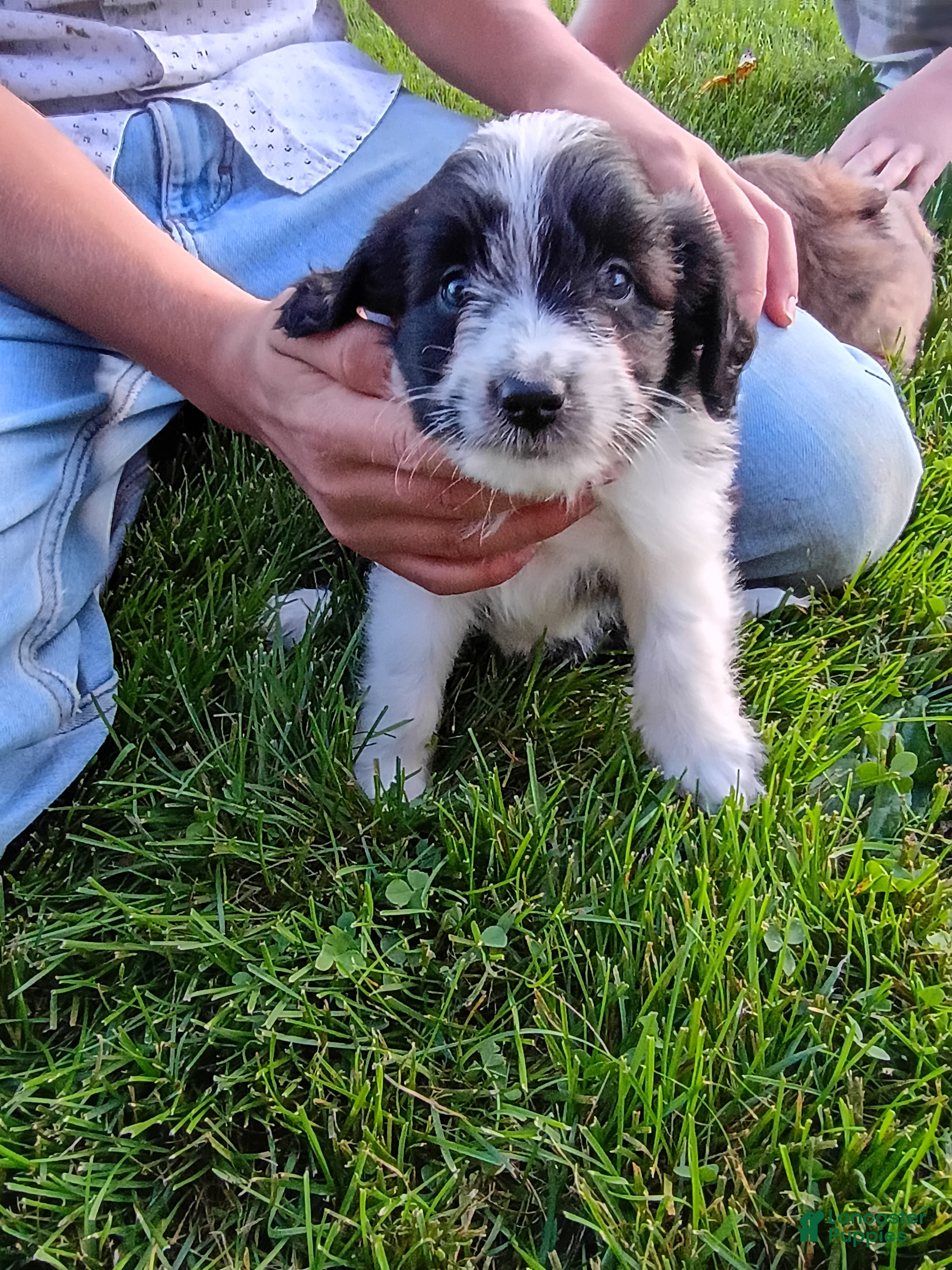 Mini Aussiedoodle dogs Oreo  - Ad 1