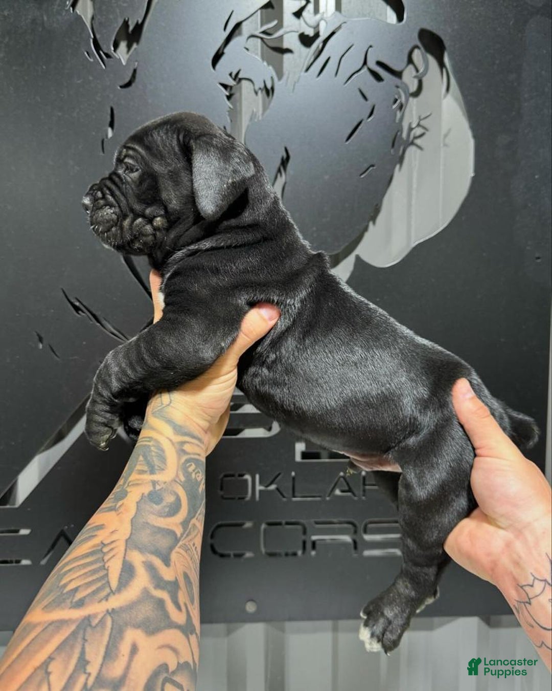 Cane Corso dogs for sale: Rocco - Ad 4