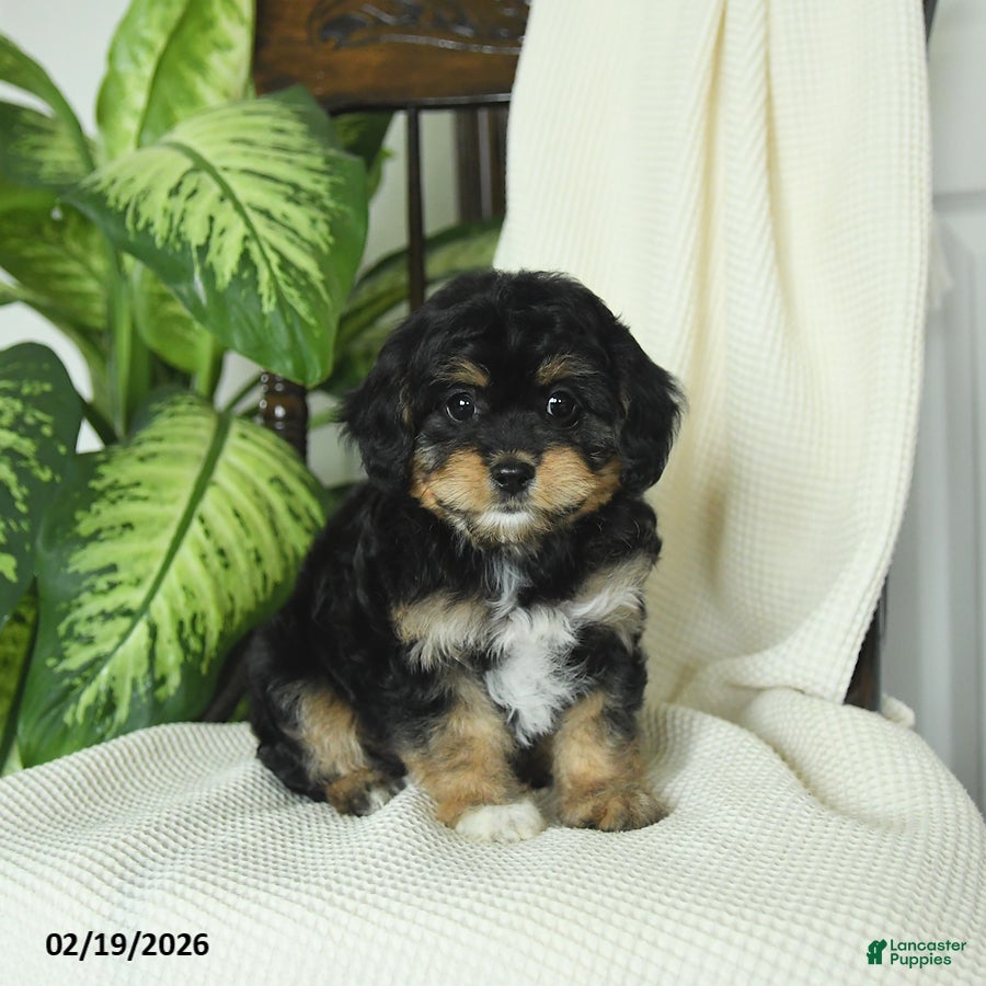Cavapoo dogs Raven - Ad 2