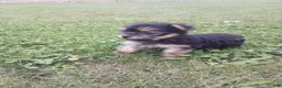 Yorkshire Terrier dogs for sale: Rachel - Ad 4