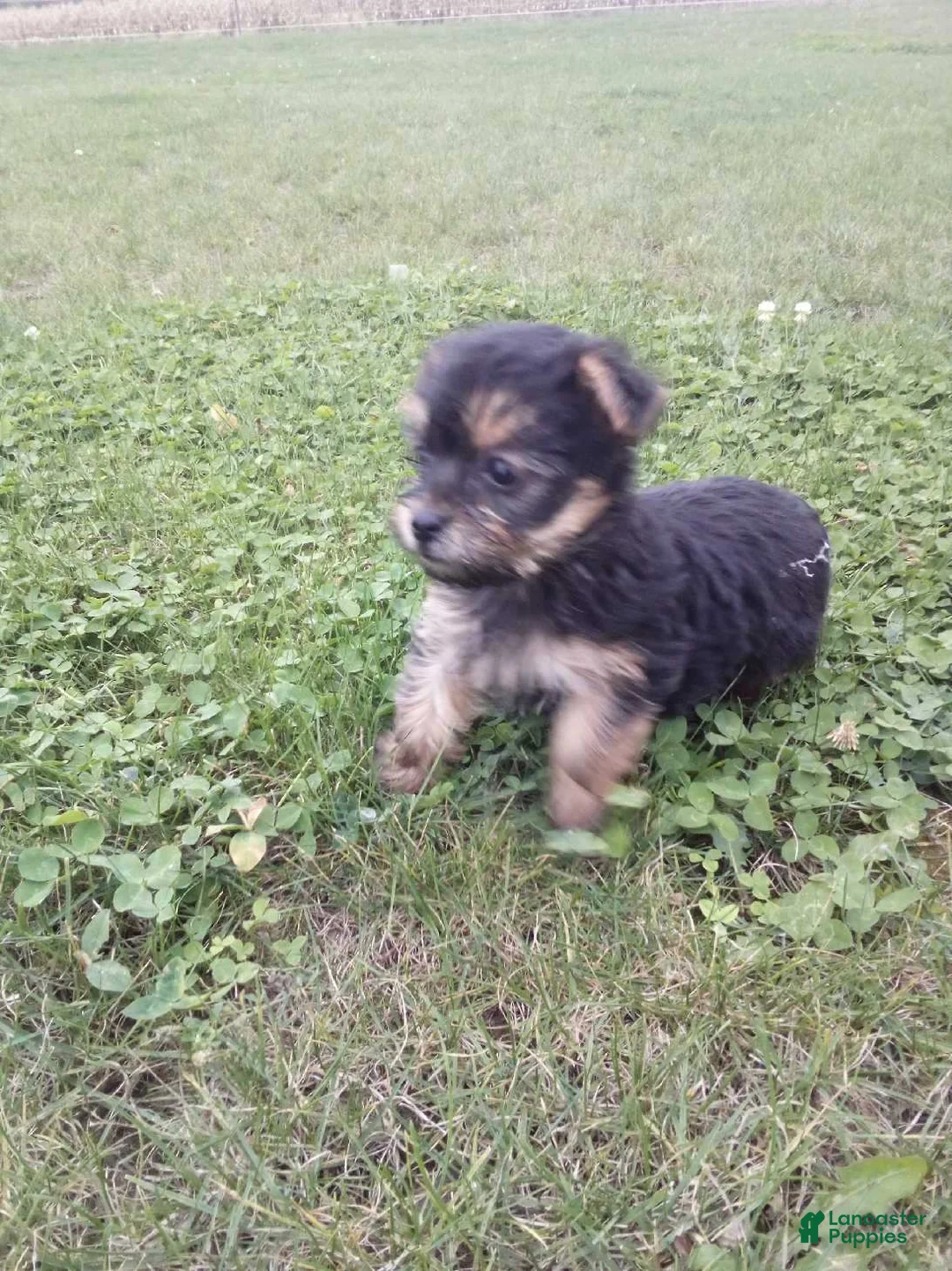 Yorkshire Terrier dogs for sale: Rachel - Ad 4