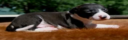 Italian Greyhound dogs for sale: Tango - Ad 1