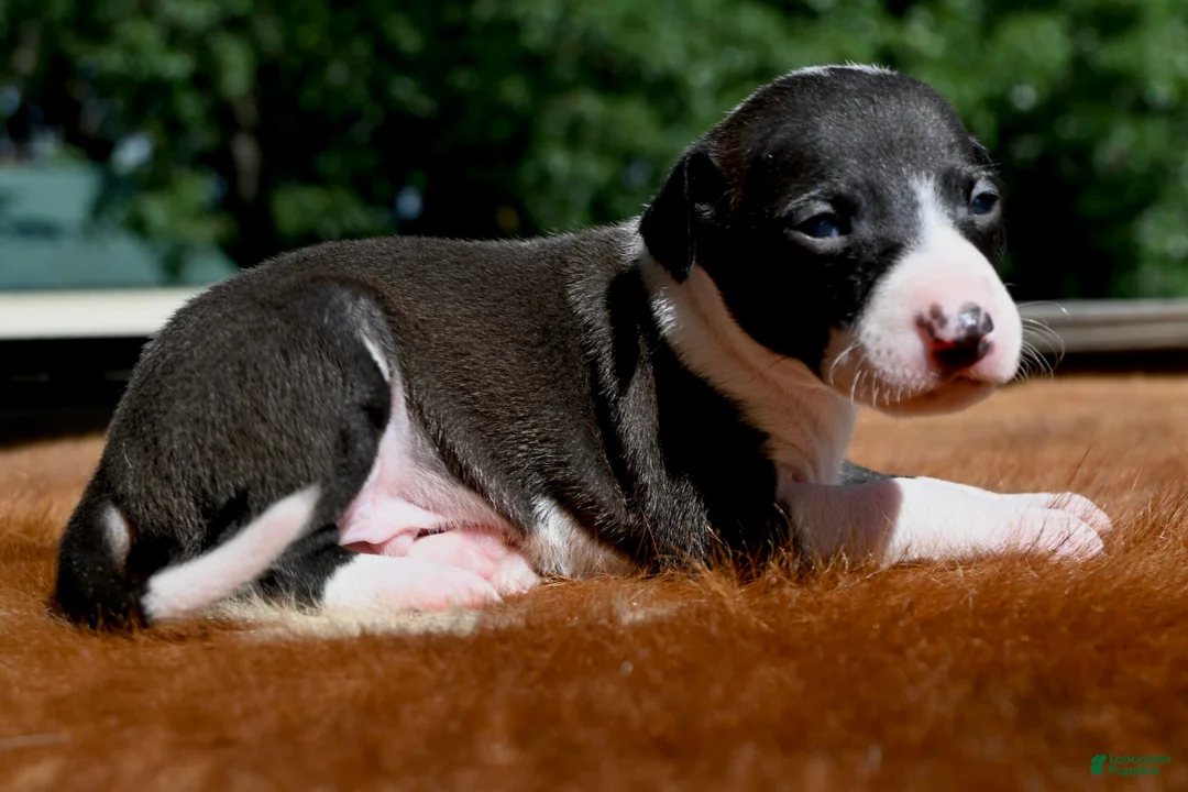 Italian Greyhound dogs for sale: Tango - Ad 1