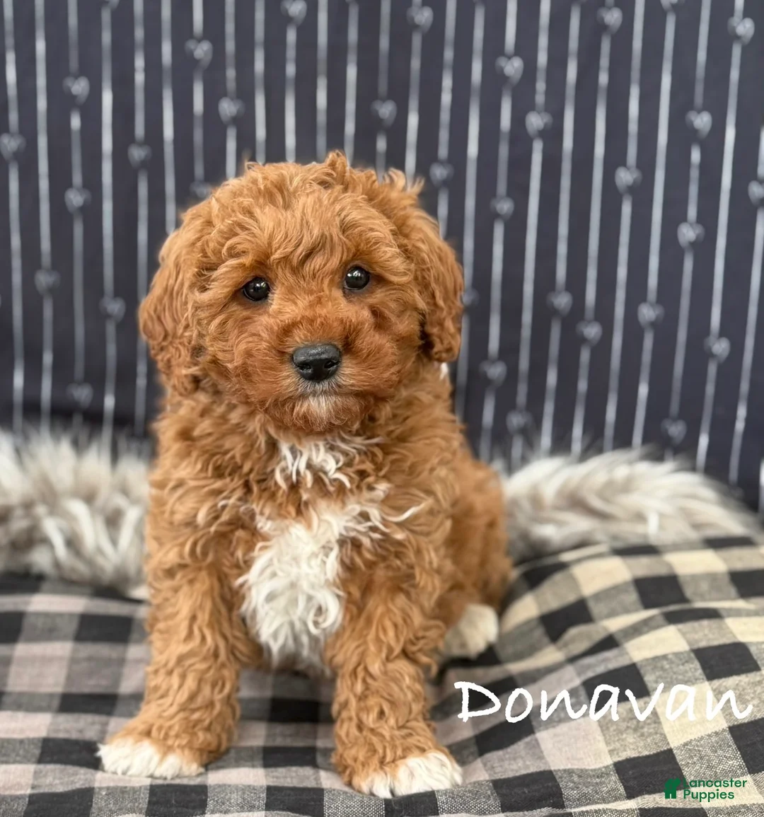 Cavapoo dogs for sale: Donovan - Ad 1