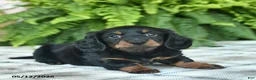 Miniature Dachshund dogs for sale: Parker  - Ad 5