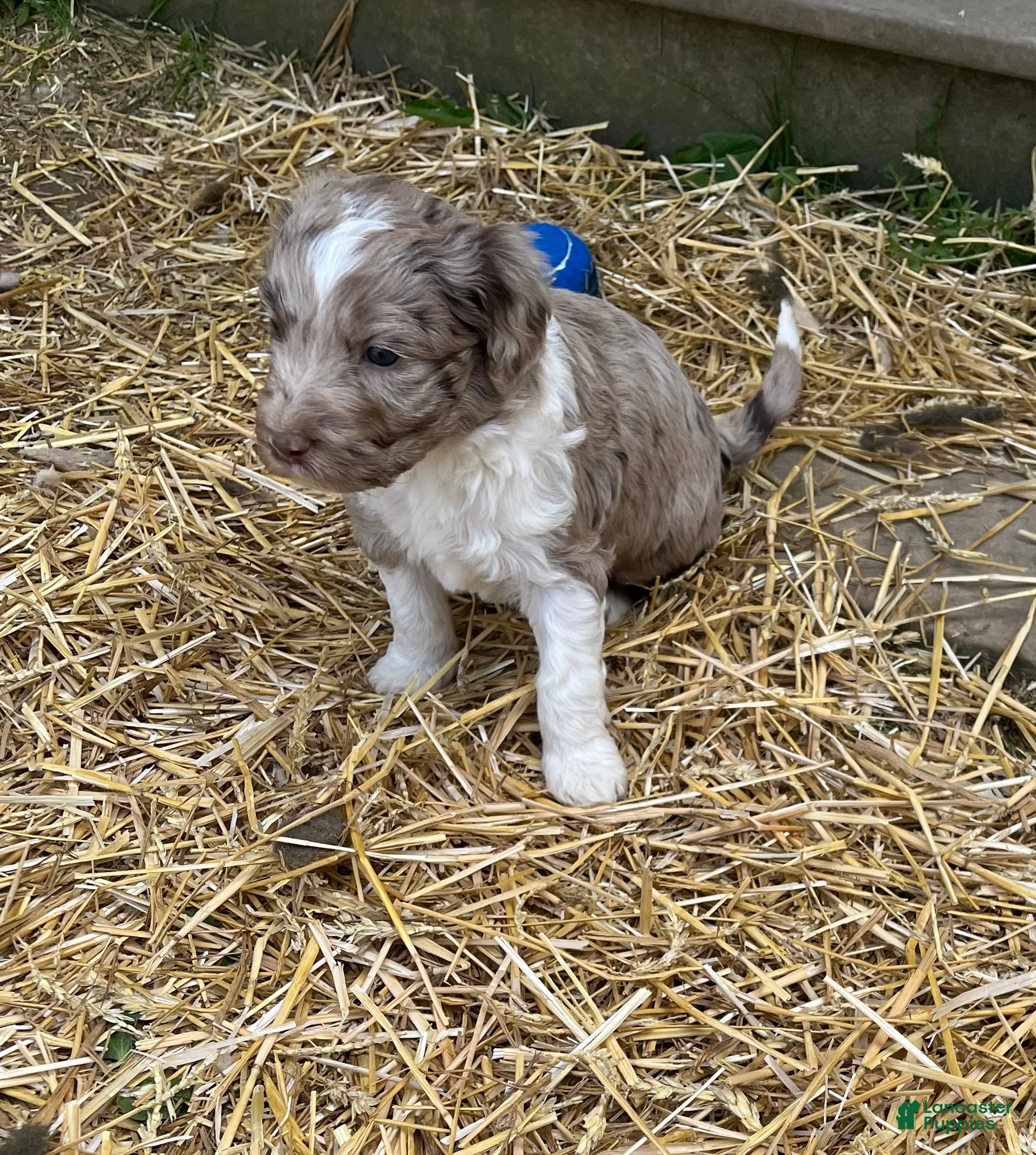 Aussiedoodle dogs Chaps  - Ad 2