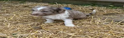 Aussiedoodle dogs for sale: Chaps  - Ad 5