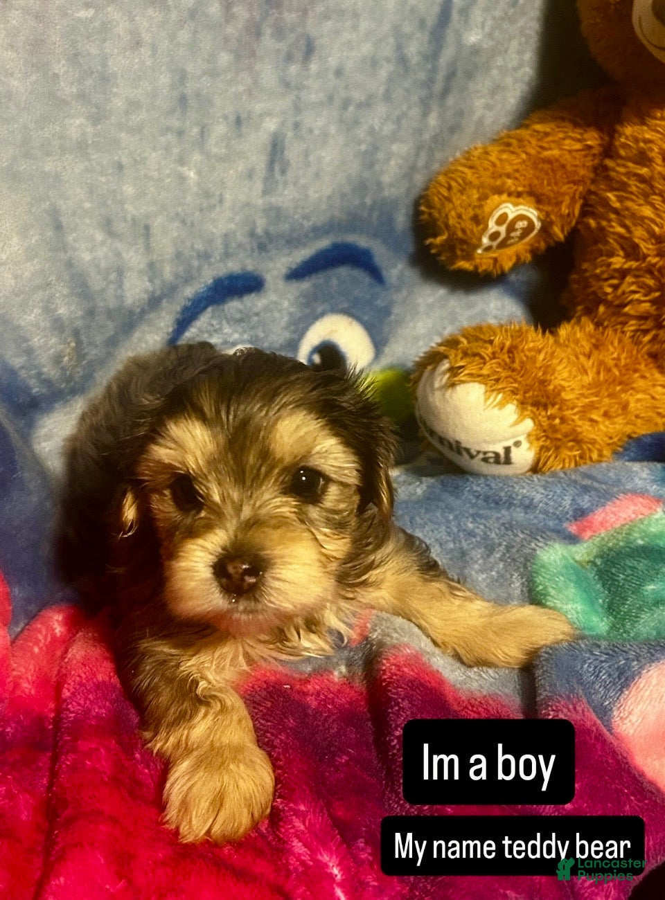 Yorkshire Terrier dogs Yorkshire Terrier Puppy 3 - Ad 16