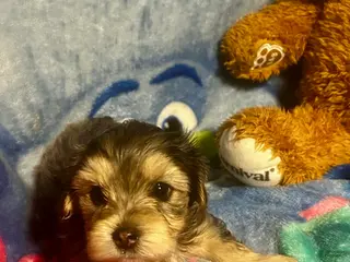 Yorkshire Terrier dogs Yorkshire Terrier Puppy 3 - Ad 16