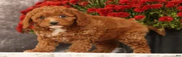 Cavapoo dogs for sale: Shelly - Ad 3