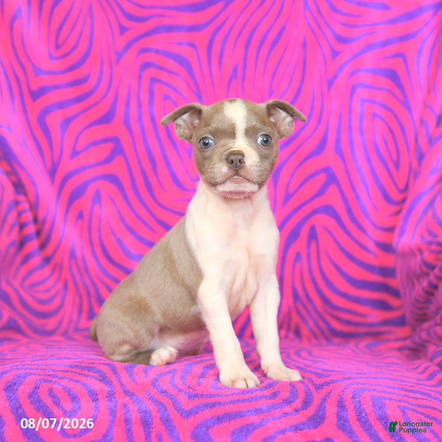 Boston Terrier dogs Lilac - Ad 1