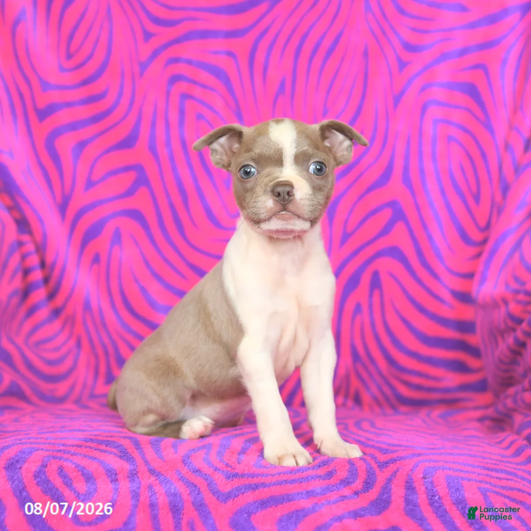 Boston Terrier dogs for sale: Lilac - Ad 1