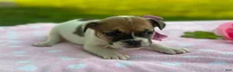 French Bulldog dogs for sale: Sweet Pea - Ad 3