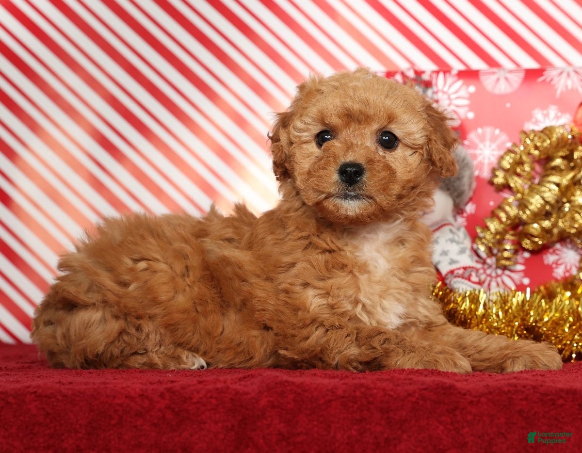 Miniature Poodle dogs Kris - Ad 31