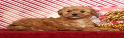 Miniature Poodle dogs for sale: Kris - Ad 1