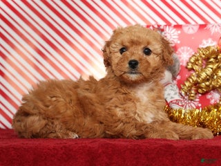 Miniature Poodle dogs Kris - Ad 31