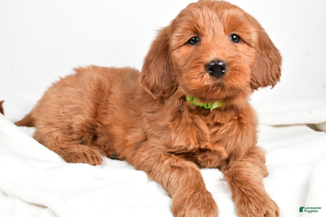 Goldendoodle dogs for sale: Penny-medium size  - Ad 4
