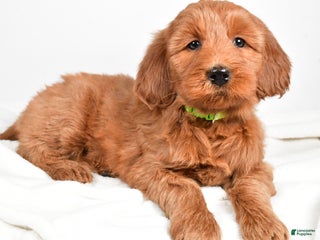Goldendoodle dogs Penny - Ad 40
