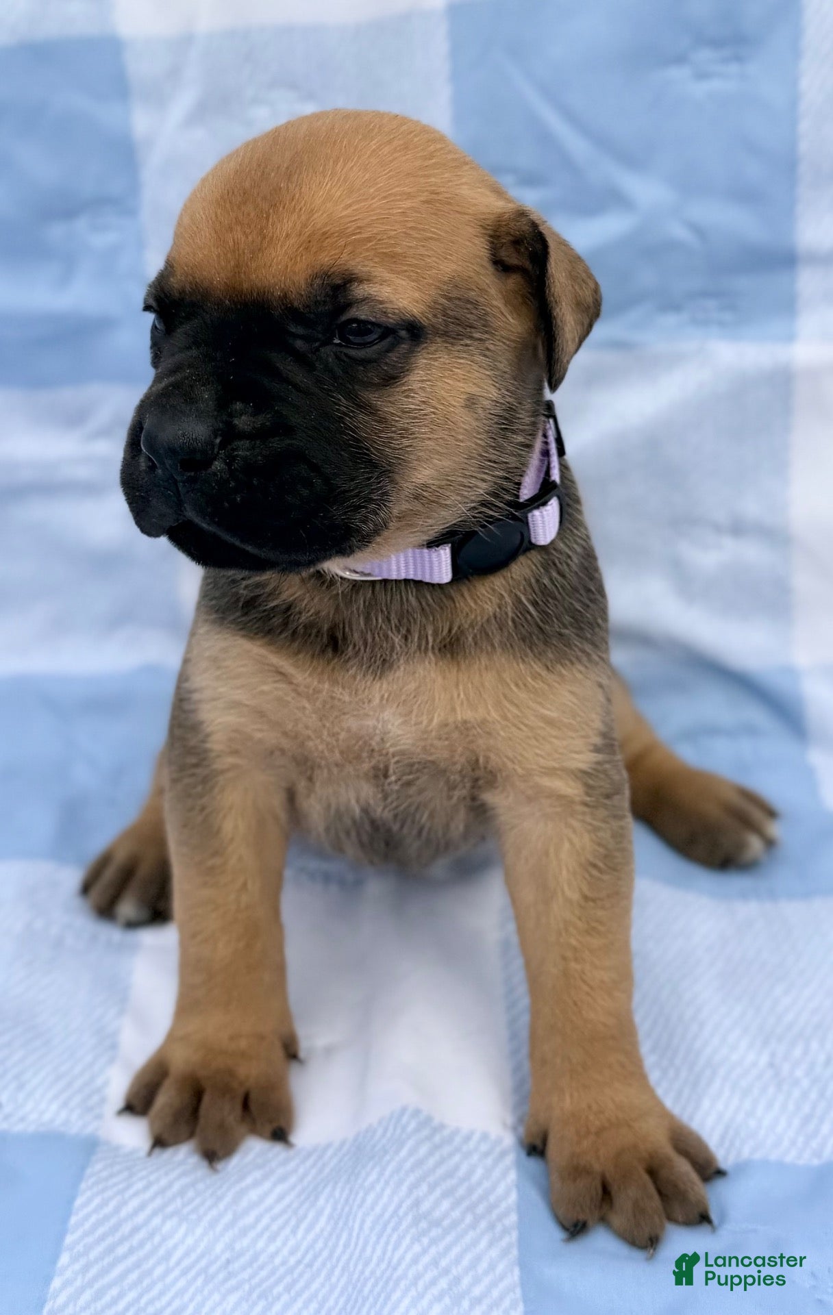 Cane Corso dogs Cane Corso 5 - Ad 1