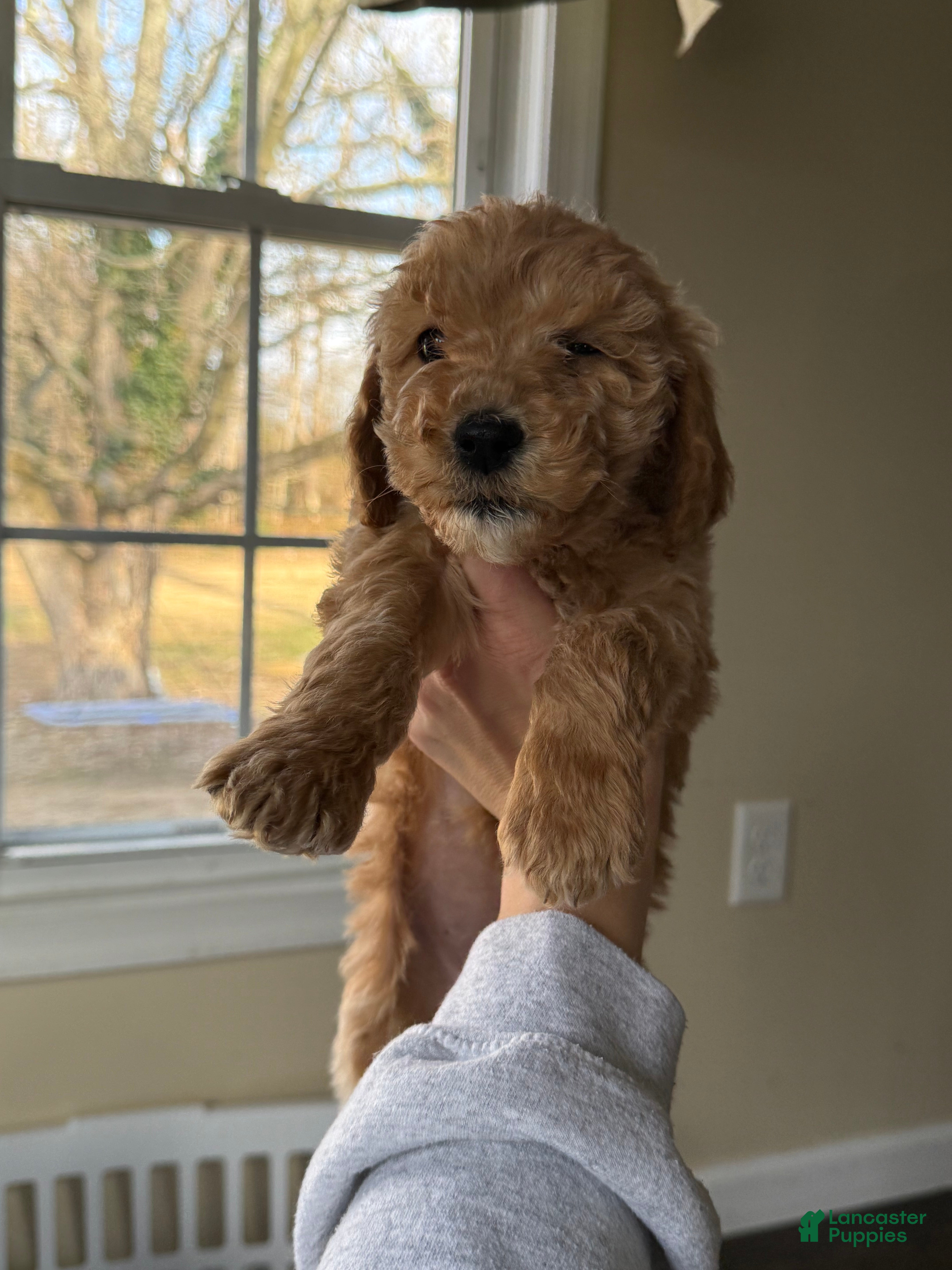 Miniature Poodle dogs Miniature Poodle Puppy 2 - Ad 28