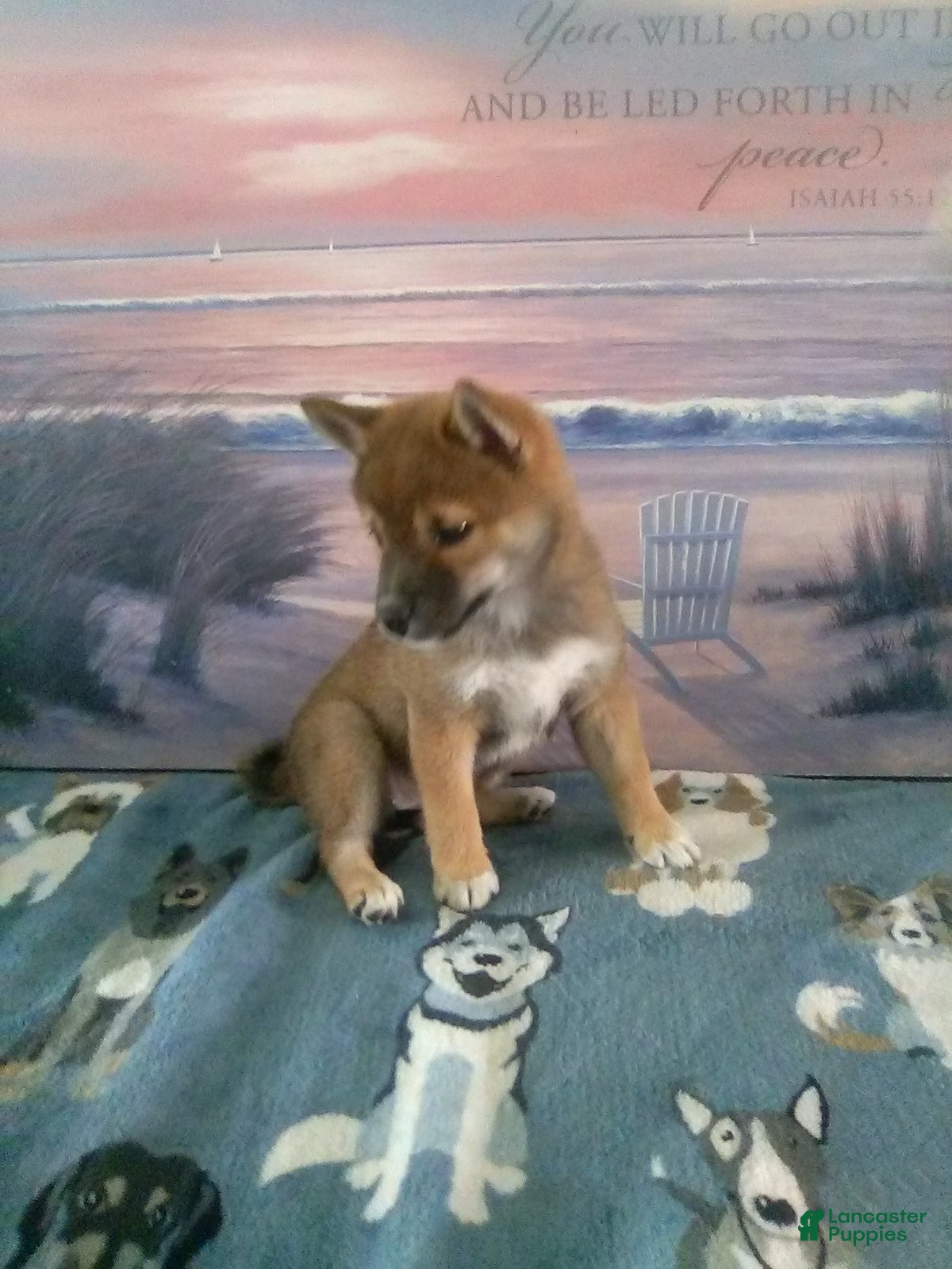 Shiba Inu dogs Sherry - Ad 2