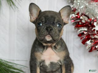 French Bulldog dogs Gus - Ad 9