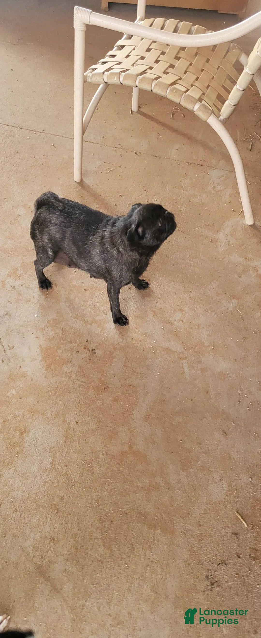 Pug dogs for sale: Muñeca  - Ad 3