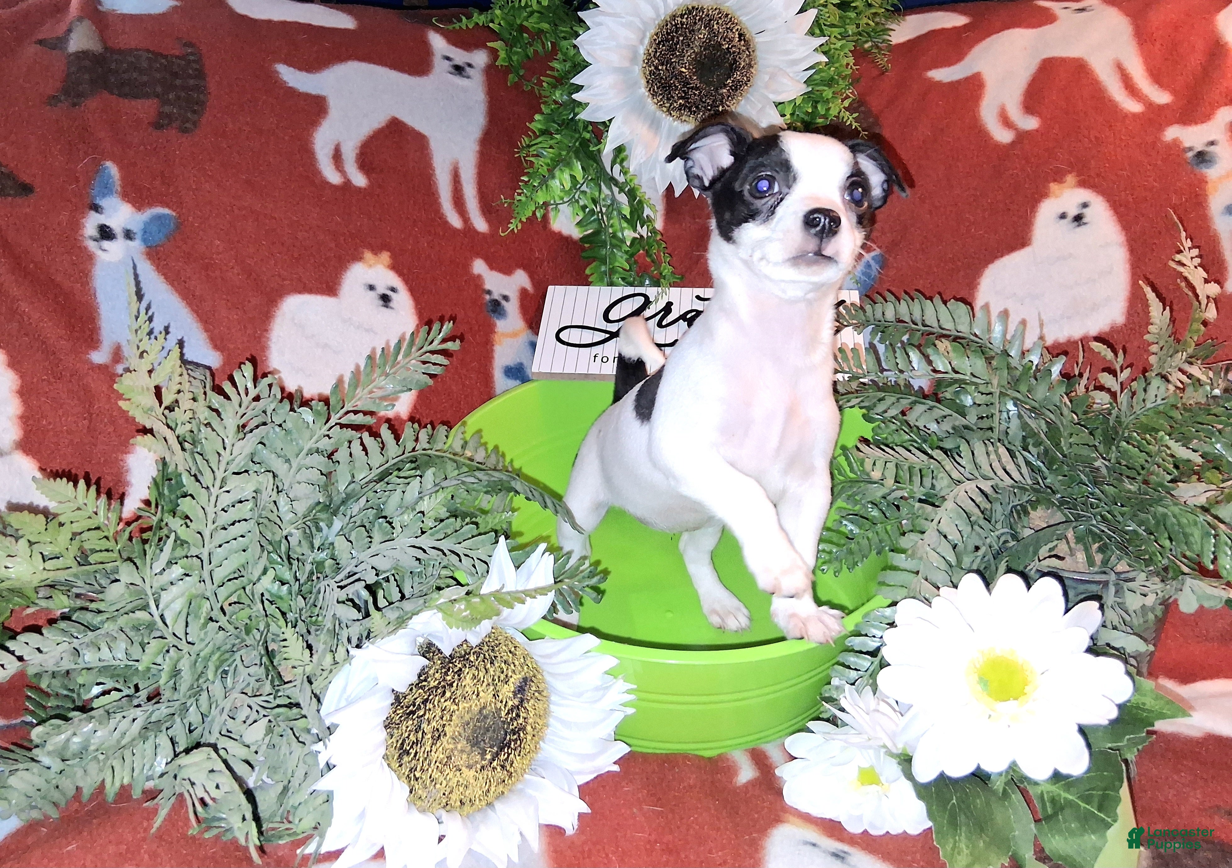 Jack Chi dogs "Cow"Bella - Ad 1